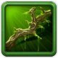 Branch of Antiaris